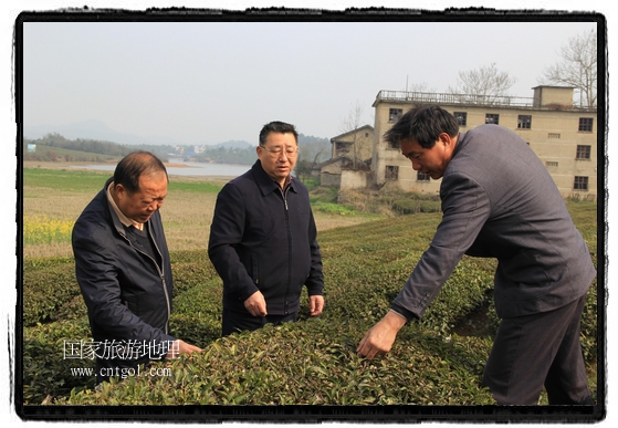 婺源縣茶業(yè)局積極組織茶技人員到中云、鎮(zhèn)頭、清華、思口等重點(diǎn)產(chǎn)茶鄉(xiāng)鎮(zhèn)，深入茶園地塊、名優(yōu)茶加工廠開展技術(shù)服務(wù)。