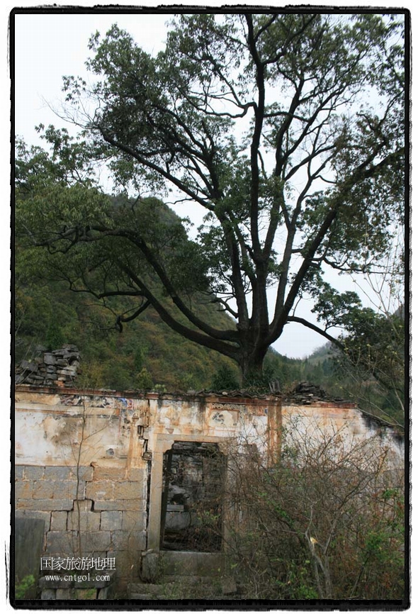 仁威觀前門(mén)殘墻與古樹(shù)相伴 唐探峰攝